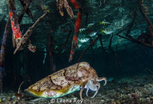 Cuttlefish hunting archer fish in mangroves by Leena Roy 
